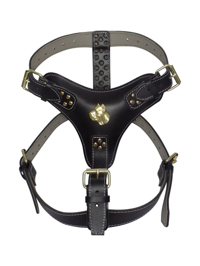 Extra Large Heavy Duty Leather Dog Harness with Gold Cane Corso Head Motif